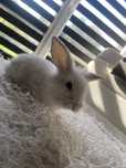 Królik miniaturka mini lop