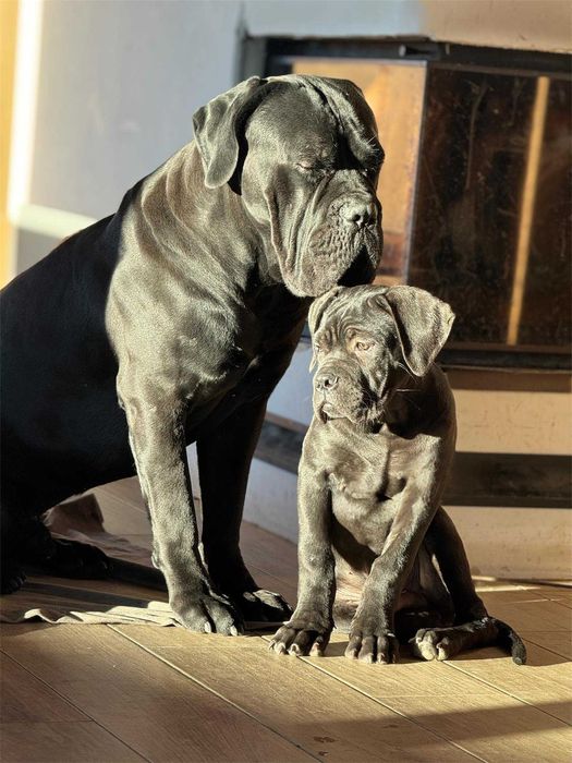 Cane Corso czarny uroczy samiec Merlin ZKwP/FCI