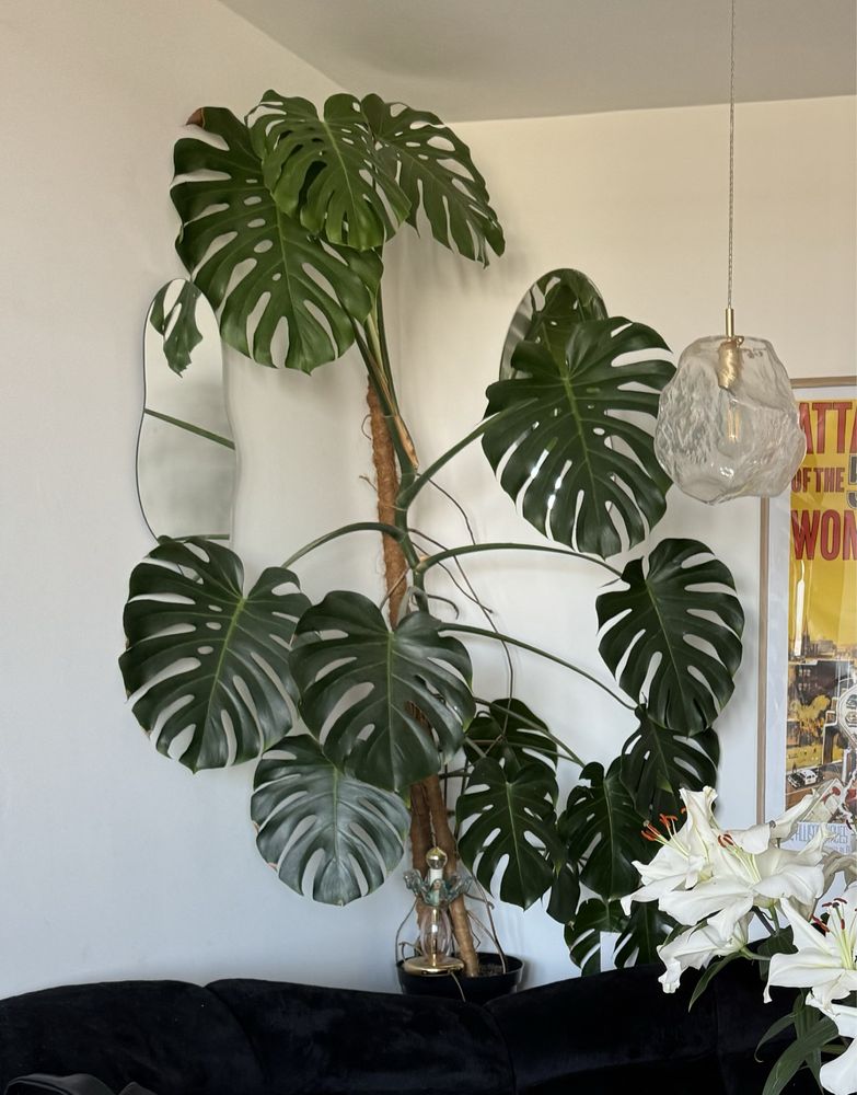 Ogromna monstera deliciosa