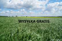 Mieszanka Gorzowska poplony trawy koniczyna lucerna gorczyca wysyłka