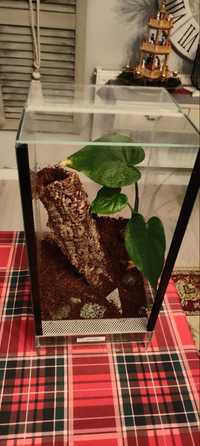 Terrarium na pająka drzewnego ,ptasznik ,gekon ,jaszczurka ,żabka .