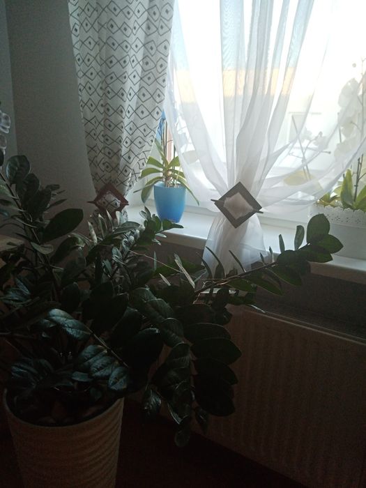 Sprzątanie mieszkan