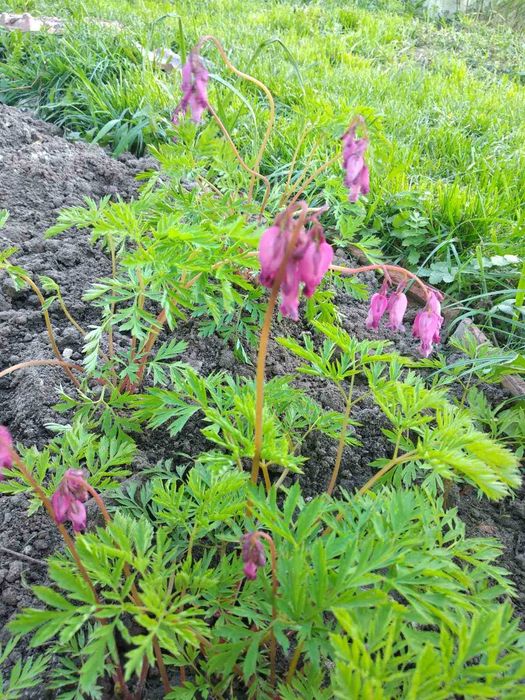 многолетники Бадан Аконит фиалка хоста гейхера матрикария колокольчики