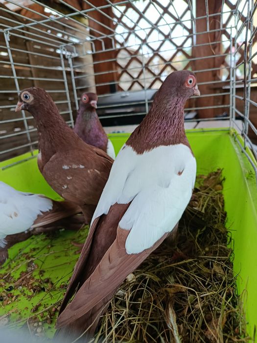 Gołębie ozdobne lustrzaki tarczowe