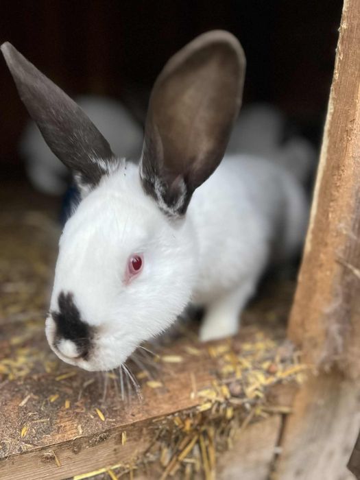 Sprzedam króliki kalifornijskie