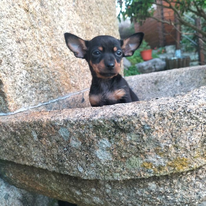 Pinscher miniatura fêmea