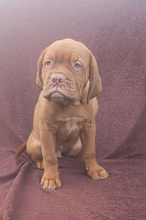 Хлопчик бордоського дога