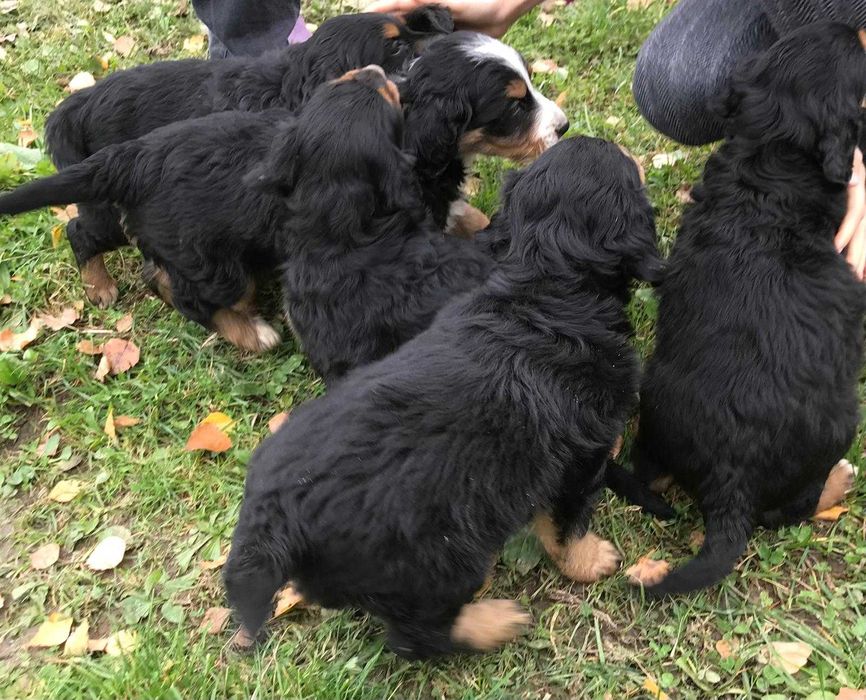 Szczeniaki do oddania