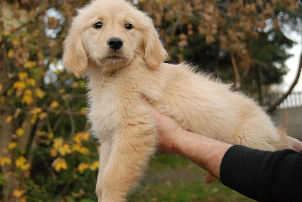 Golden Retriewer