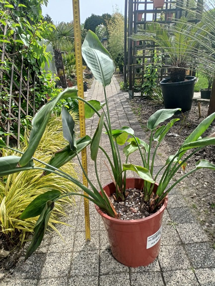 Strelicja regina opuncja Indica maureli papierus palma