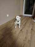 Za darmo Jack Russel Terrier