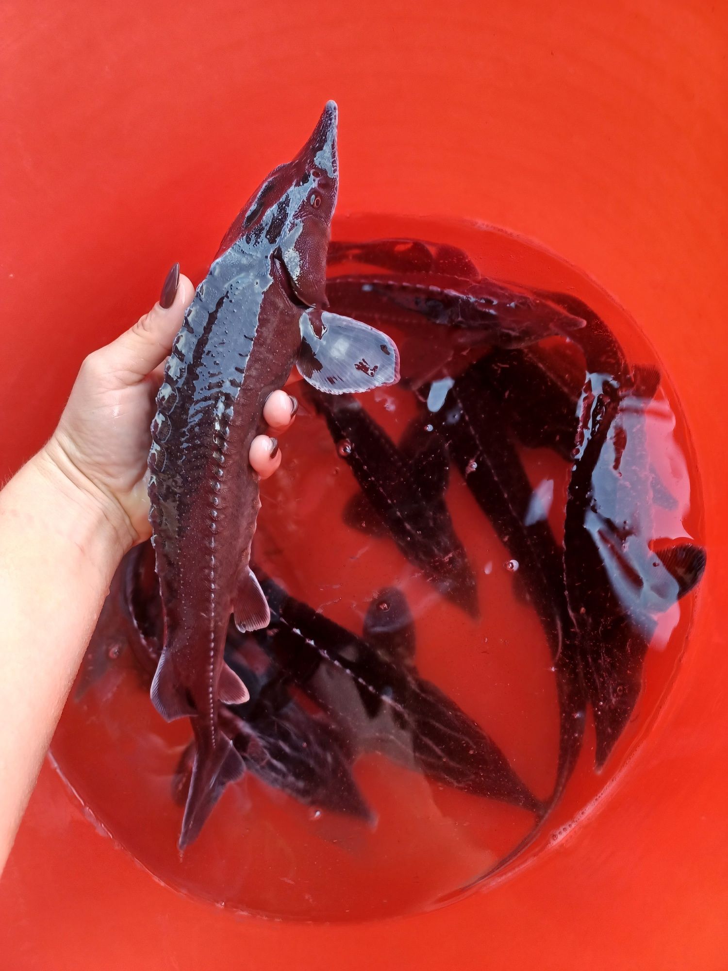 Karp narybek/kroczek. Jesiotry , Amur , Lin , Miętus.