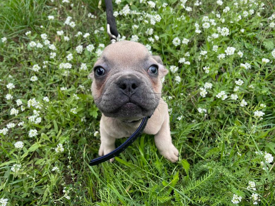 Buldog Francuski, pies Buldoga Francuskiego nie SUKA