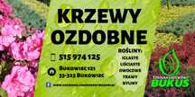 Krzewy do ogrodu, na skarpy, żywopłot, kwitnące liściaste iglaste tuje