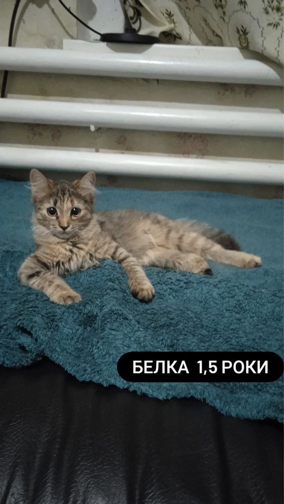 Котики шукають дім