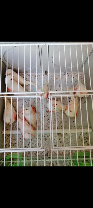 Canários Mosaico Vermelho Linha Fêmea