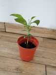 Drzewko cytrynowe 3 letnie