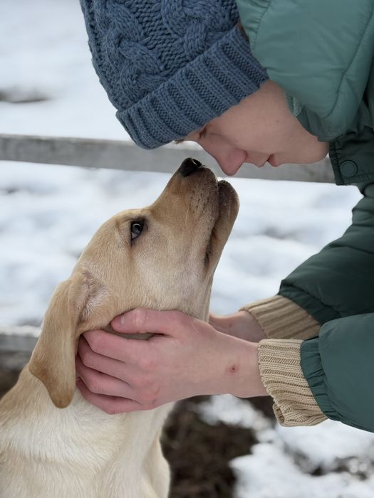 Щенки лабрадора ретривера!