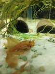 Glonojad ancistrus super Red longfin samiec