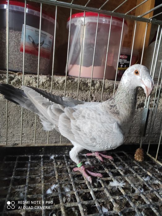 gołębie rzeszowskie