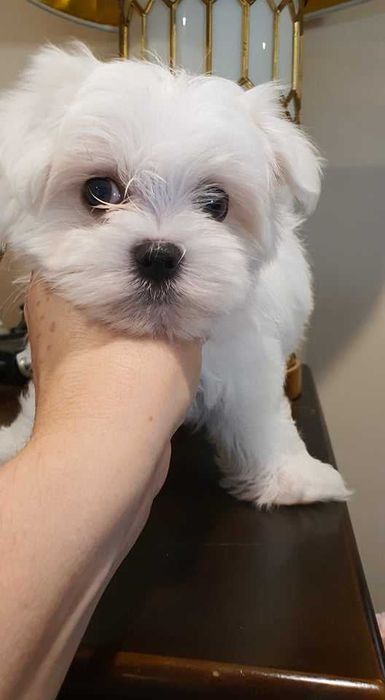 Maltańczyk Piesek**Mini** do odboru.