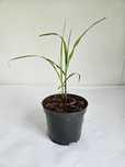 Miskant chiński 'Memory' (Miscanthus sinensis 'Memory')