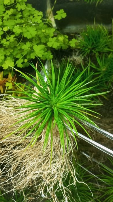 Продам  аквариумные растения.