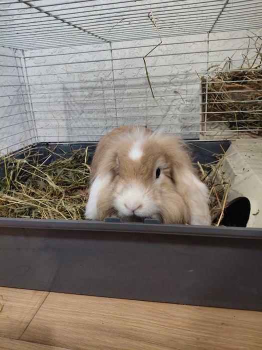 Продам гарну клітку із кроликом