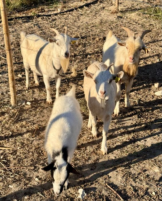 Vendo lote de 4 Cabras anãs