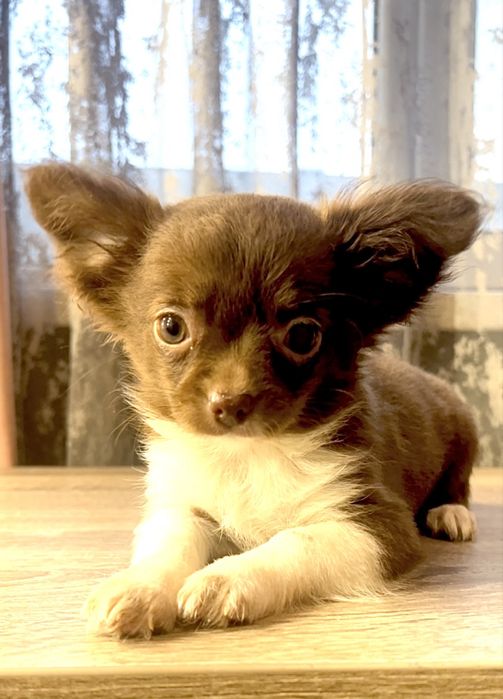 Дівчинка чихуахуа