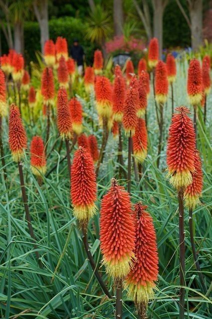 Книффофия ягодная