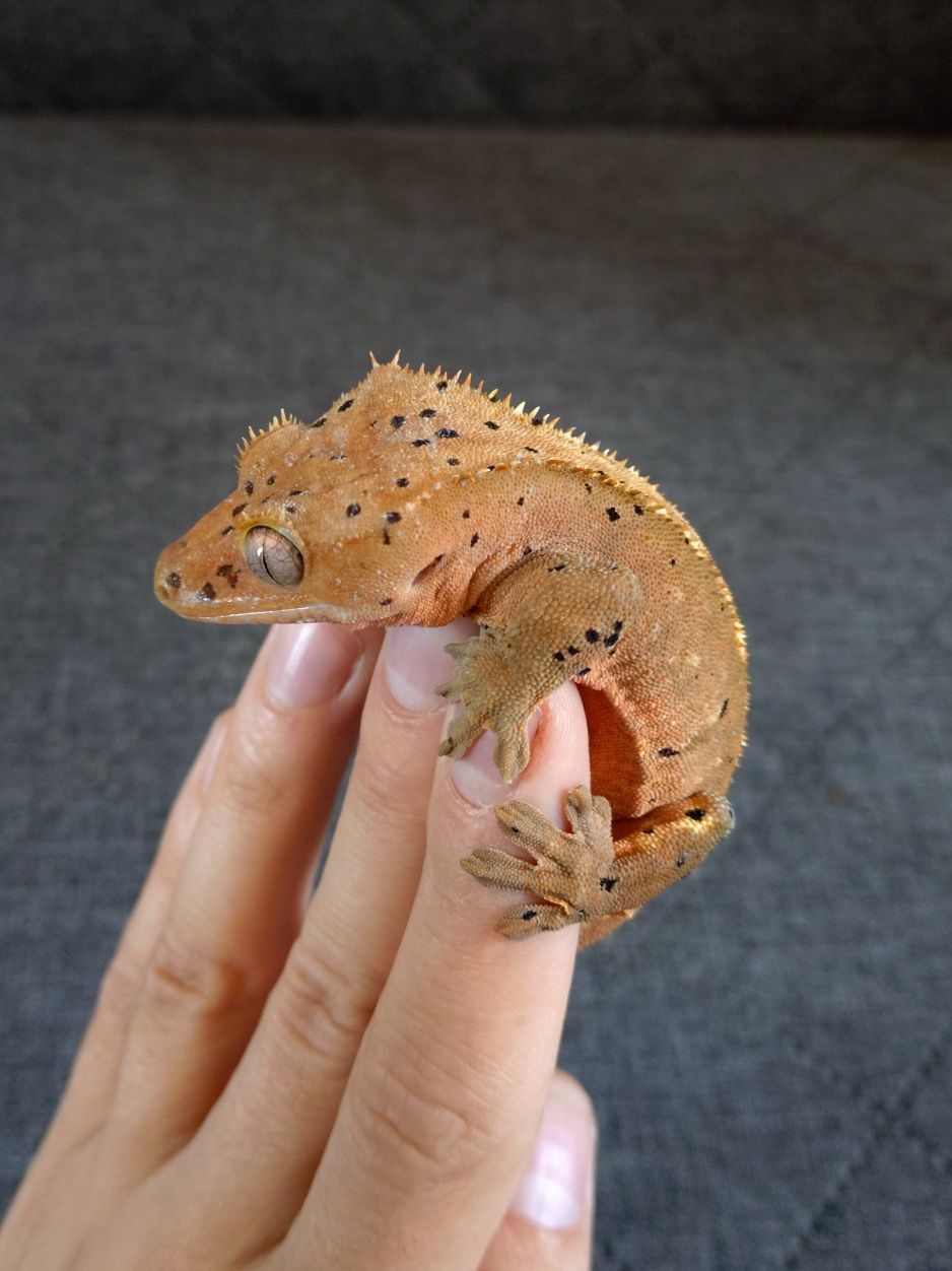 Gekon orzęsiony (Correlophus ciliatus) Młody samiec