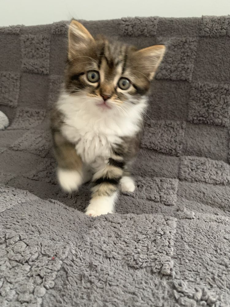 Кошенята , котики