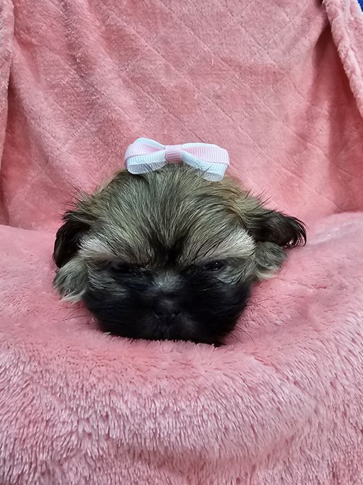 Sprzedam shih tzu