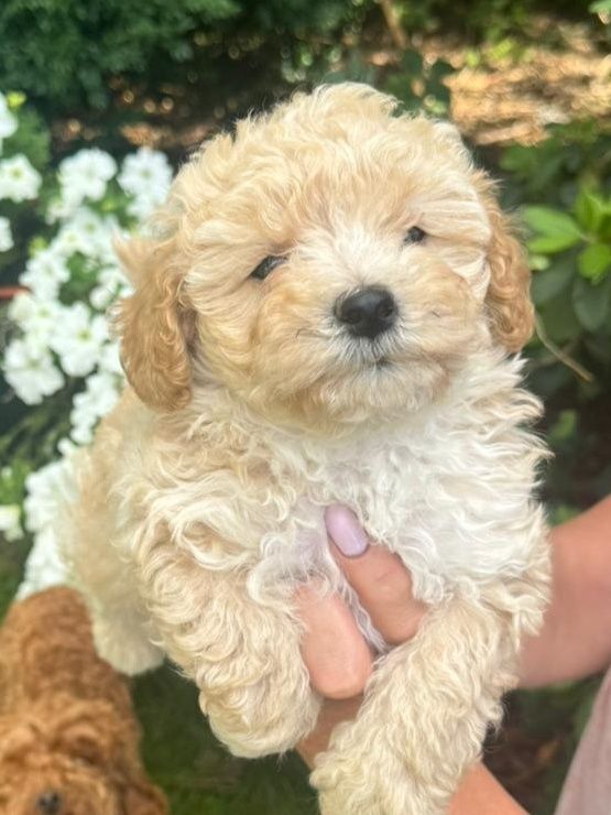 Maltipoo F1 cudne szczenię