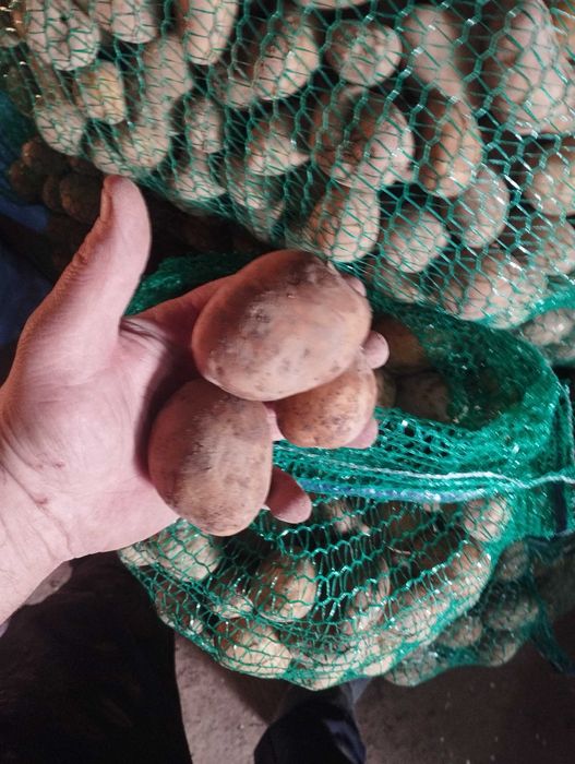 Ziemniaki wielkości sadzeniaka