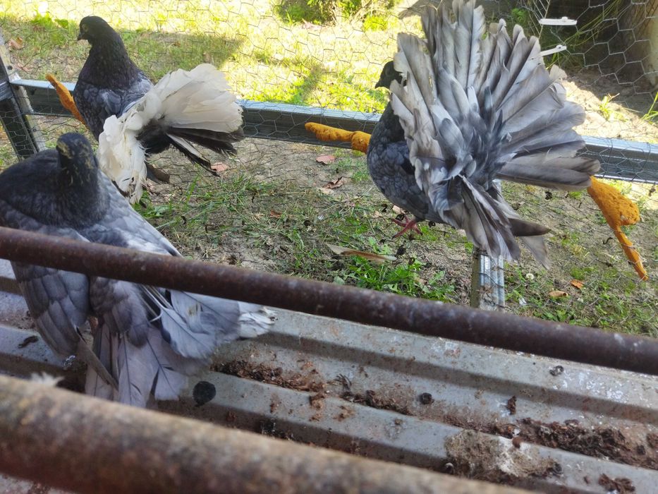 Gołębie pawiki młode i stare