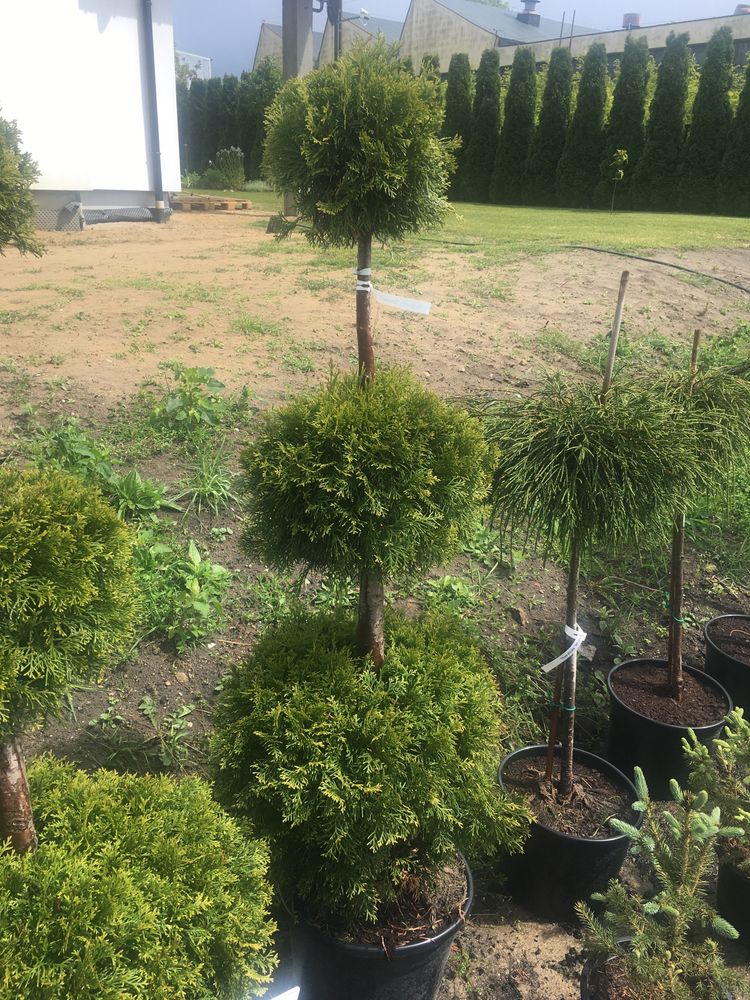 Thuja occidentalis (smaragd-3 kule)