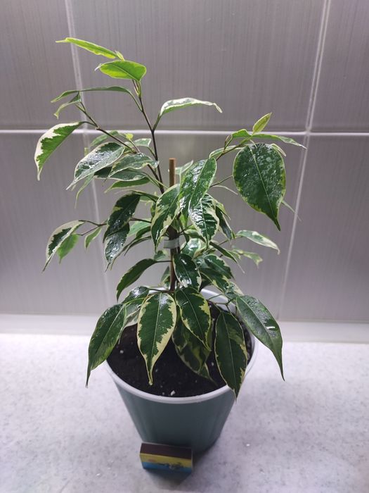 Продам фикусы "Кинки".