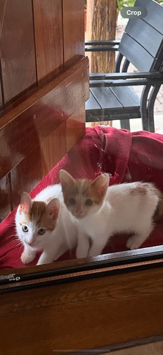 Gatinhos para adopcao responsabel