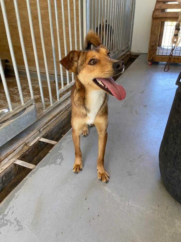 Cão Porte Médio/Pequeno Para Adoção (Téo)