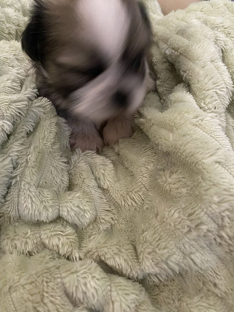 Shi-tzu super top   macho excelente