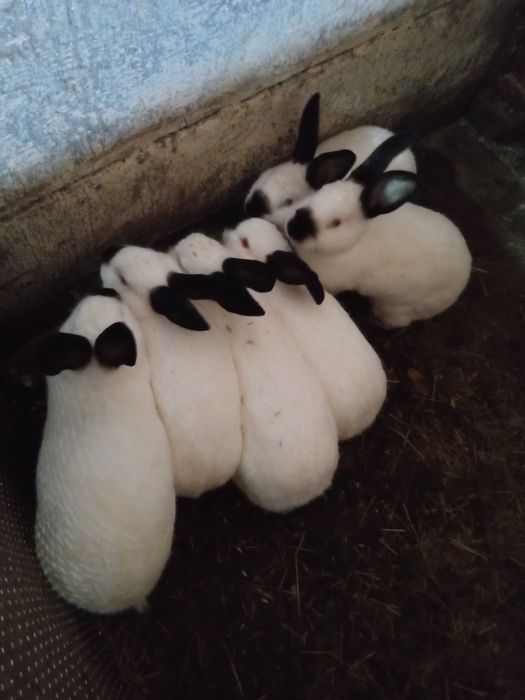 Króliki kalifornijskie