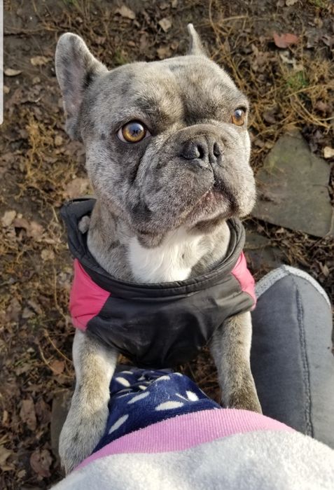 Вязка  ,продажа !Кобель французский бульдог