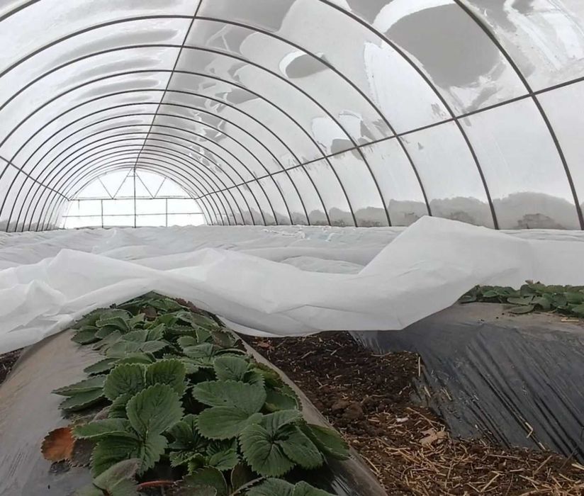 Теплична плівка AgroSave 150 мікрон , 12-14-16 м ширина