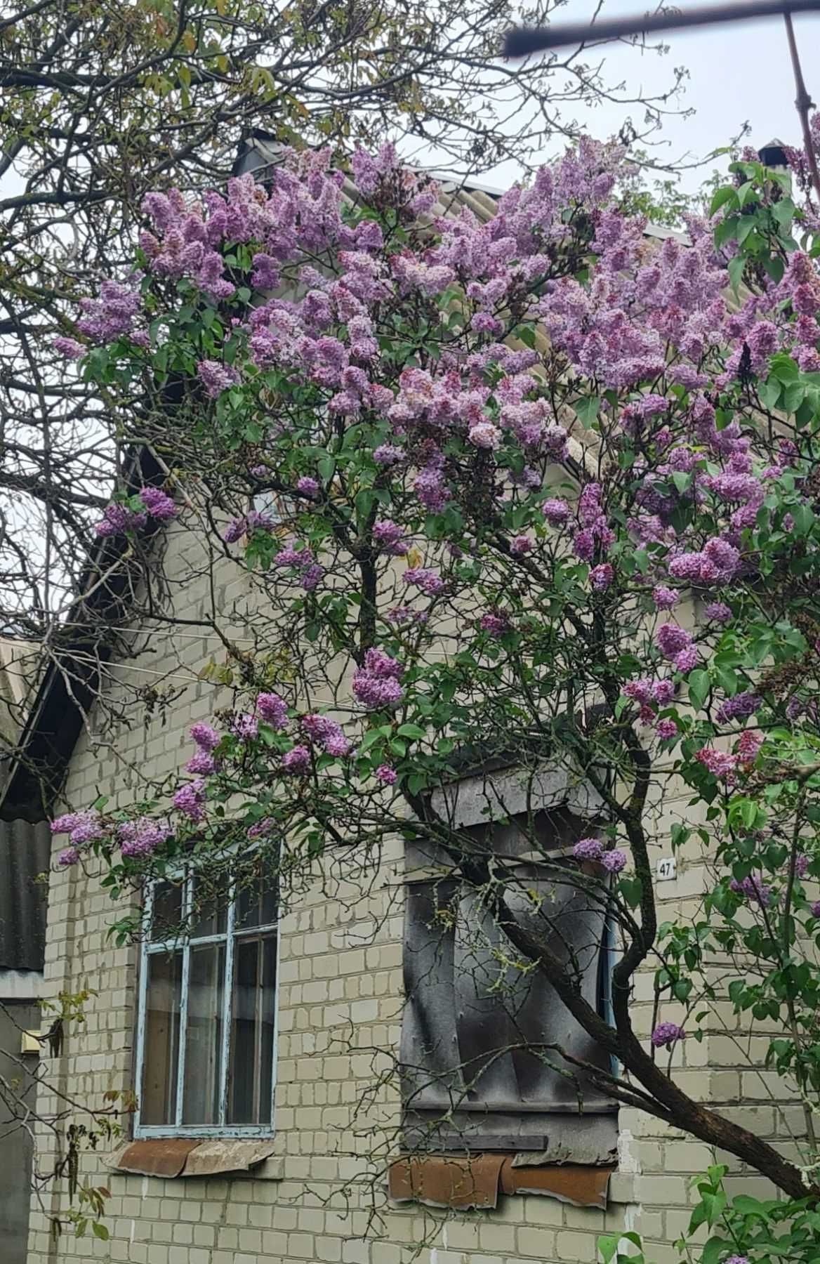 Дом в Люботине недорого