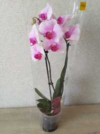 Орхідея , Квітка Орхідеї , Вазонок Орхидея , Orchid , ОРХІДЕЯ , Вазон