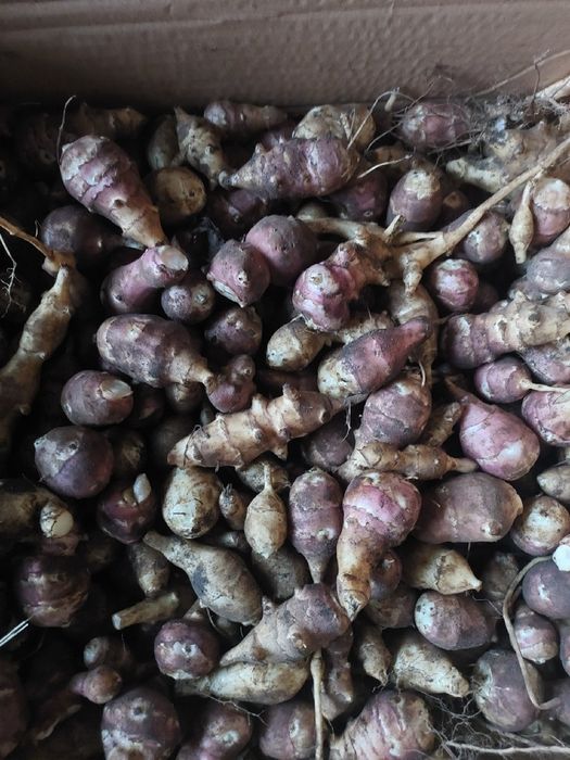 Topinambur  leczniczy sadzeniak 10kg