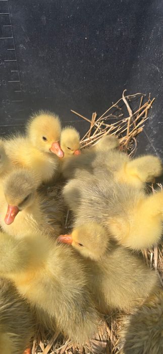 Gęś Koludzka dorosłe i dzieci w różnym wieku