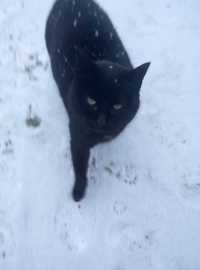 Нашлась чёрная кошка !